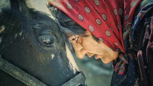 2022 UCLA Film - The Majority