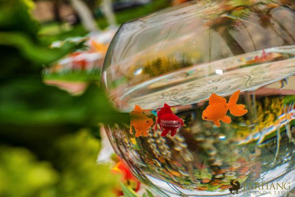 nowruz ucla 2018 037