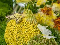 nowruz celebrations orange county 2017 005